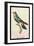 Hummingbird: Trochilus Scuataus-Sir William Jardine-Framed Art Print