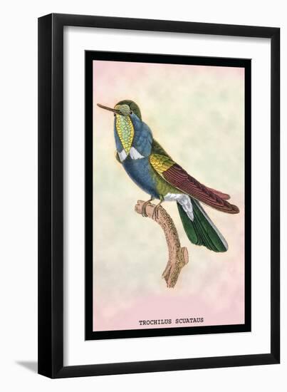 Hummingbird: Trochilus Scuataus-Sir William Jardine-Framed Art Print