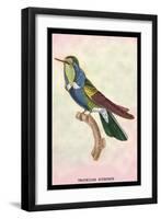 Hummingbird: Trochilus Scuataus-Sir William Jardine-Framed Art Print