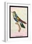 Hummingbird: Trochilus Scuataus-Sir William Jardine-Framed Art Print