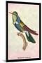Hummingbird: Trochilus Scuataus-Sir William Jardine-Mounted Art Print