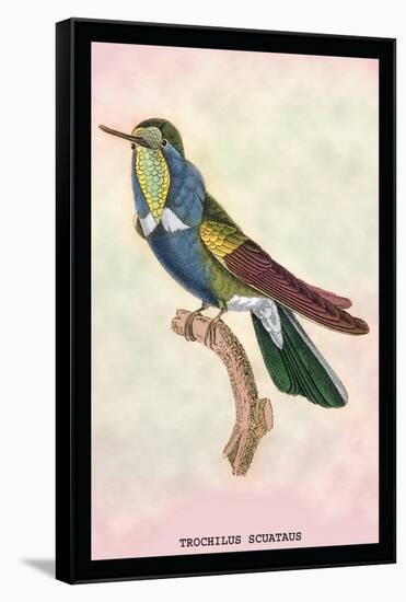 Hummingbird: Trochilus Scuataus-Sir William Jardine-Framed Stretched Canvas