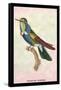 Hummingbird: Trochilus Scuataus-Sir William Jardine-Framed Stretched Canvas