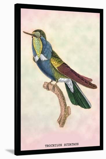 Hummingbird: Trochilus Scuataus-Sir William Jardine-Stretched Canvas