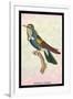 Hummingbird: Trochilus Scuataus-Sir William Jardine-Framed Art Print