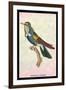 Hummingbird: Trochilus Scuataus-Sir William Jardine-Framed Art Print