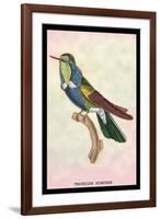 Hummingbird: Trochilus Scuataus-Sir William Jardine-Framed Art Print