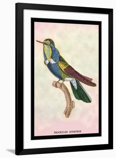 Hummingbird: Trochilus Scuataus-Sir William Jardine-Framed Art Print