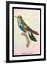 Hummingbird: Trochilus Scuataus-Sir William Jardine-Framed Art Print