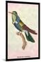 Hummingbird: Trochilus Scuataus-Sir William Jardine-Mounted Art Print