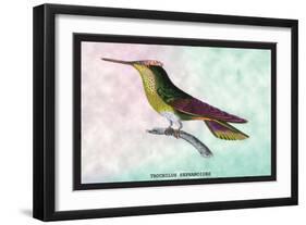 Hummingbird: Trochilus Sephanoides-Sir William Jardine-Framed Art Print
