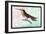 Hummingbird: Trochilus Sephanoides-Sir William Jardine-Framed Art Print