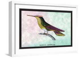 Hummingbird: Trochilus Sephanoides-Sir William Jardine-Framed Art Print