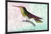 Hummingbird: Trochilus Sephanoides-Sir William Jardine-Mounted Art Print