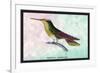 Hummingbird: Trochilus Sephanoides-Sir William Jardine-Framed Art Print