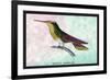 Hummingbird: Trochilus Sephanoides-Sir William Jardine-Framed Art Print