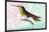 Hummingbird: Trochilus Sephanoides-Sir William Jardine-Mounted Art Print