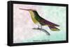 Hummingbird: Trochilus Sephanoides-Sir William Jardine-Framed Stretched Canvas