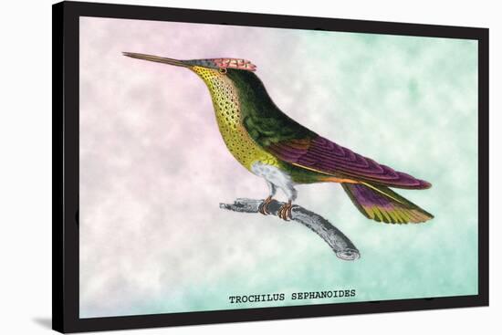 Hummingbird: Trochilus Sephanoides-Sir William Jardine-Stretched Canvas