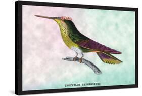 Hummingbird: Trochilus Sephanoides-Sir William Jardine-Stretched Canvas