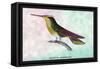 Hummingbird: Trochilus Sephanoides-Sir William Jardine-Framed Stretched Canvas