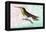 Hummingbird: Trochilus Sephanoides-Sir William Jardine-Framed Stretched Canvas