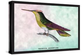 Hummingbird: Trochilus Sephanoides-Sir William Jardine-Stretched Canvas
