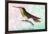 Hummingbird: Trochilus Sephanoides-Sir William Jardine-Framed Art Print