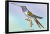 Hummingbird: Trochilus Vesper-Sir William Jardine-Framed Stretched Canvas