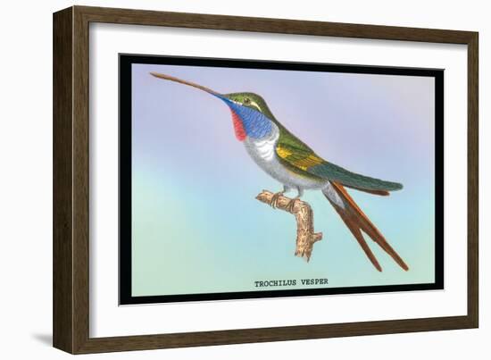 Hummingbird: Trochilus Vesper-Sir William Jardine-Framed Art Print