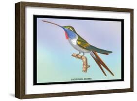 Hummingbird: Trochilus Vesper-Sir William Jardine-Framed Art Print