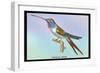 Hummingbird: Trochilus Vesper-Sir William Jardine-Framed Art Print