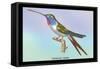 Hummingbird: Trochilus Vesper-Sir William Jardine-Framed Stretched Canvas