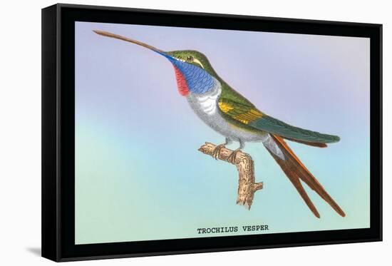 Hummingbird: Trochilus Vesper-Sir William Jardine-Framed Stretched Canvas