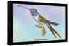 Hummingbird: Trochilus Vesper-Sir William Jardine-Framed Stretched Canvas