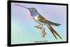 Hummingbird: Trochilus Vesper-Sir William Jardine-Stretched Canvas