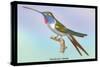 Hummingbird: Trochilus Vesper-Sir William Jardine-Stretched Canvas