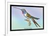 Hummingbird: Trochilus Vesper-Sir William Jardine-Framed Art Print