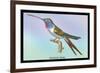 Hummingbird: Trochilus Vesper-Sir William Jardine-Framed Art Print