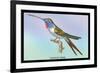 Hummingbird: Trochilus Vesper-Sir William Jardine-Framed Art Print