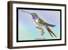 Hummingbird: Trochilus Vesper-Sir William Jardine-Framed Art Print