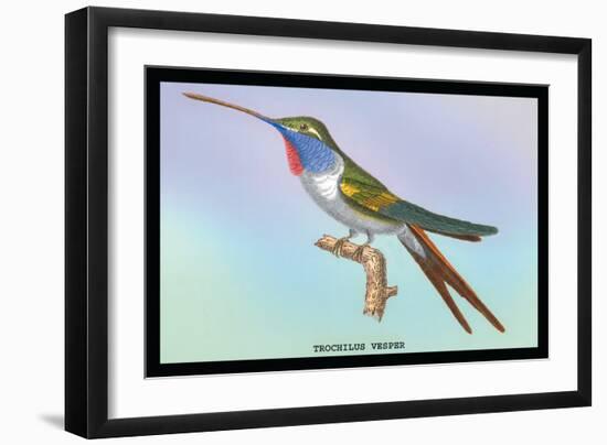 Hummingbird: Trochilus Vesper-Sir William Jardine-Framed Art Print