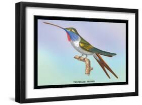 Hummingbird: Trochilus Vesper-Sir William Jardine-Framed Art Print