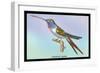 Hummingbird: Trochilus Vesper-Sir William Jardine-Framed Art Print