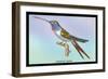 Hummingbird: Trochilus Vesper-Sir William Jardine-Framed Premium Giclee Print