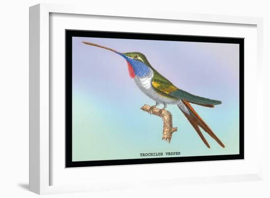 Hummingbird: Trochilus Vesper-Sir William Jardine-Framed Premium Giclee Print