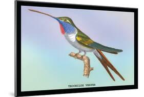 Hummingbird: Trochilus Vesper-Sir William Jardine-Mounted Premium Giclee Print