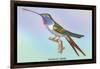 Hummingbird: Trochilus Vesper-Sir William Jardine-Framed Art Print