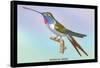 Hummingbird: Trochilus Vesper-Sir William Jardine-Framed Stretched Canvas