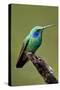 Hummingbird V-Larry Malvin-Stretched Canvas